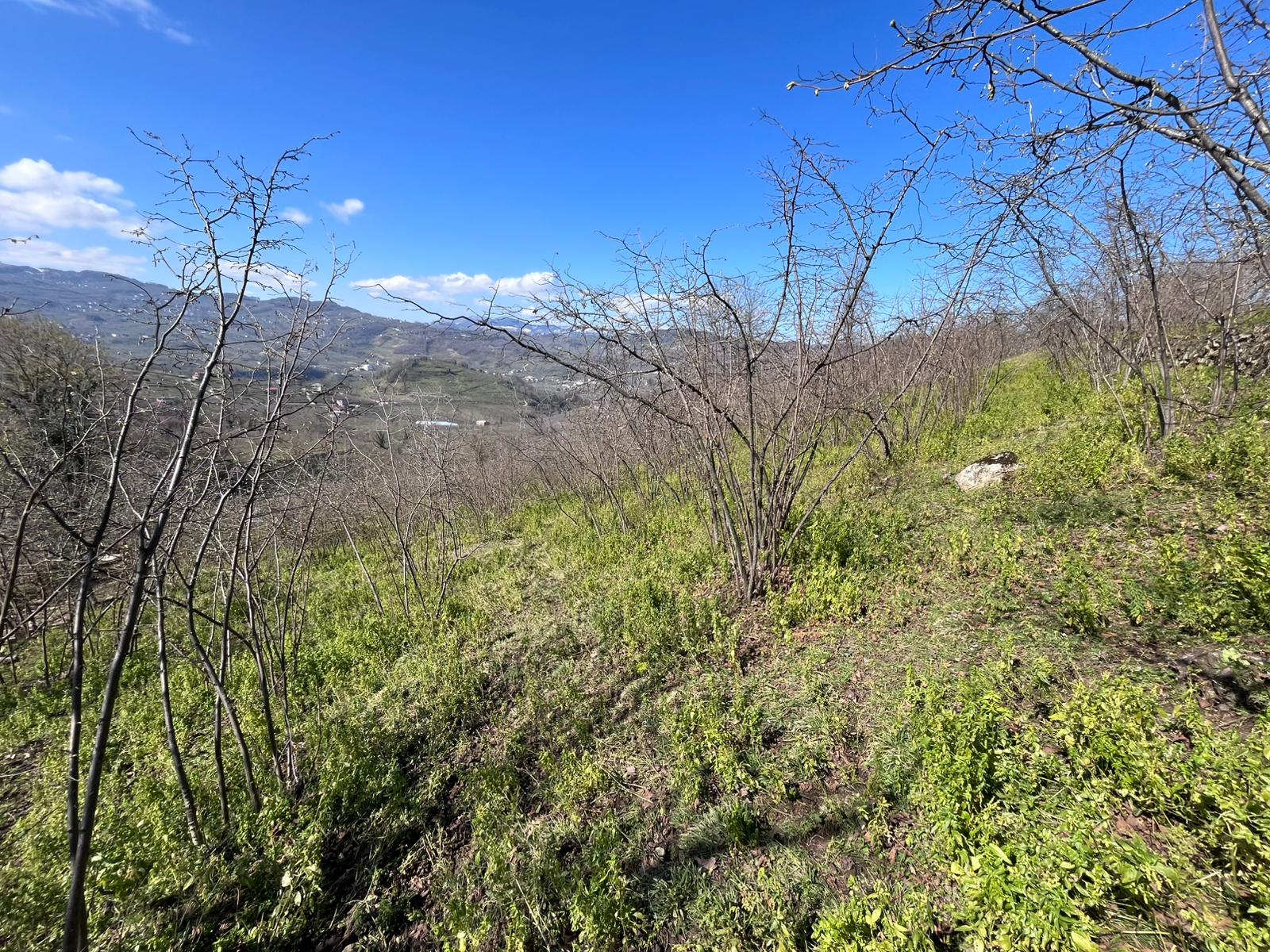 SATILIK FINDIK BAHÇESİ